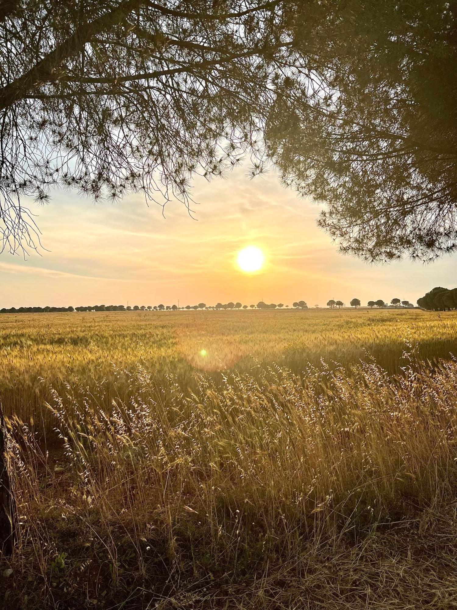 Masseria Casina Montana Corigliano dʼOtranto Eksteriør billede
