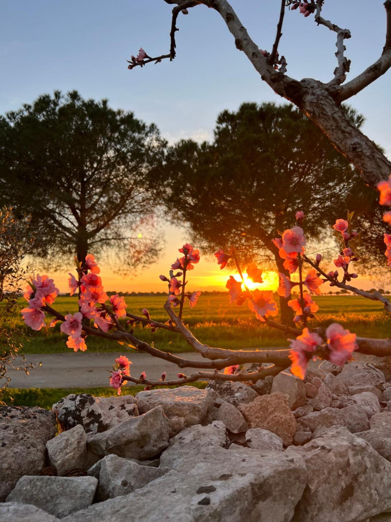 Masseria Casina Montana Corigliano dʼOtranto Eksteriør billede